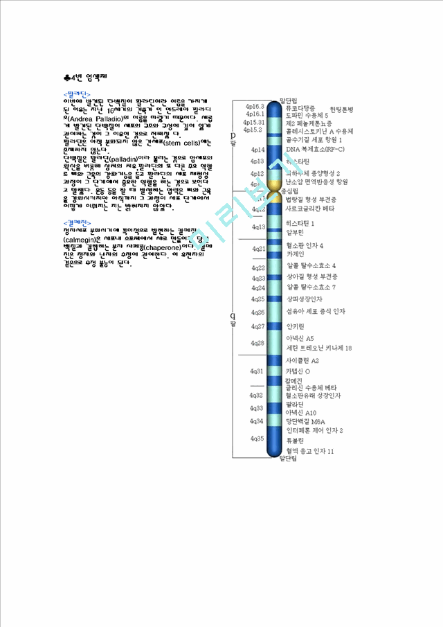 [염색체] 염색체의 종류   (4 페이지)