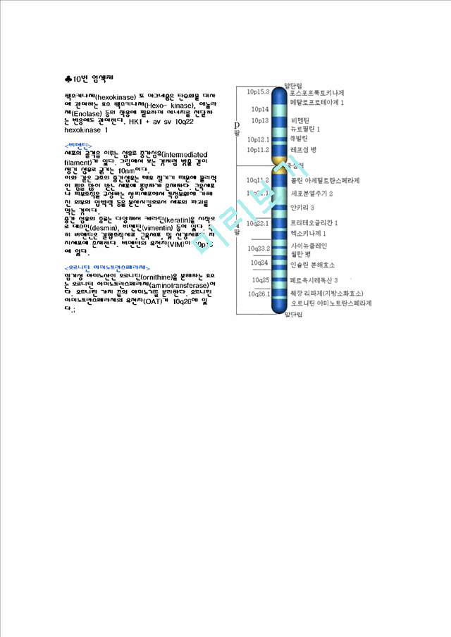 [염색체] 염색체의 종류   (10 페이지)